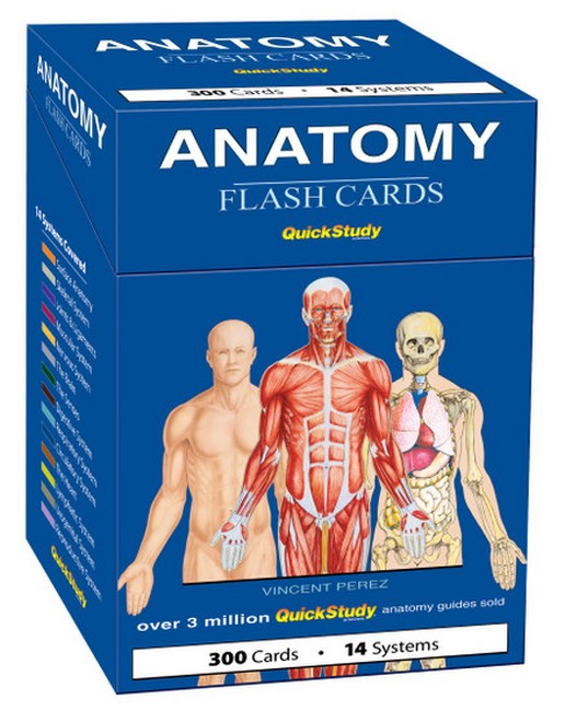 Anatomy Flash Cards