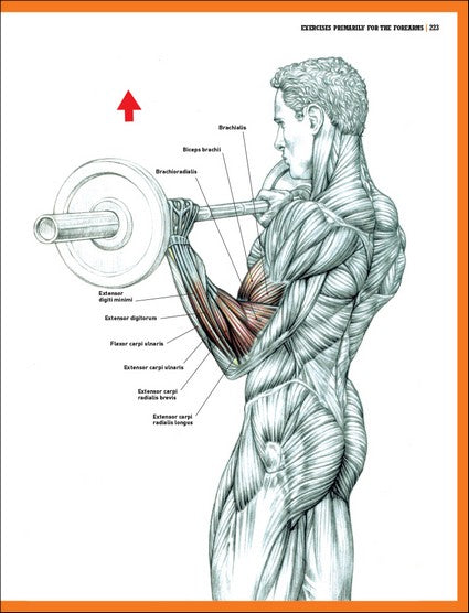 The Strength Training Anatomy Workout