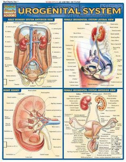 Urogenital System