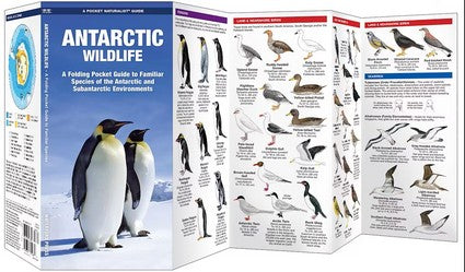 Antarctic Wildlife