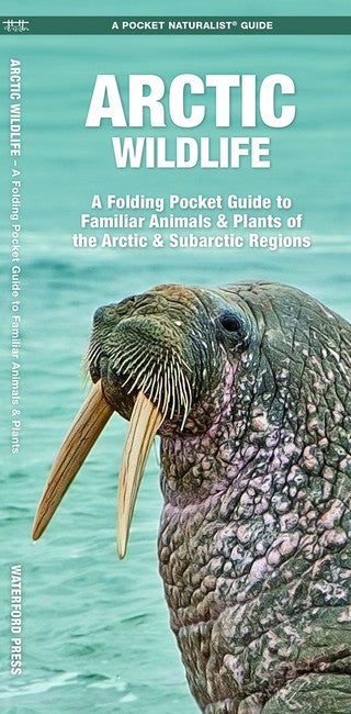 Artic Wildlife