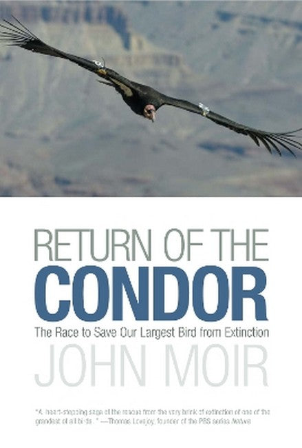 Return of the Condor
