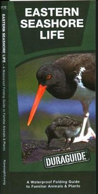 Eastern Seashore Life