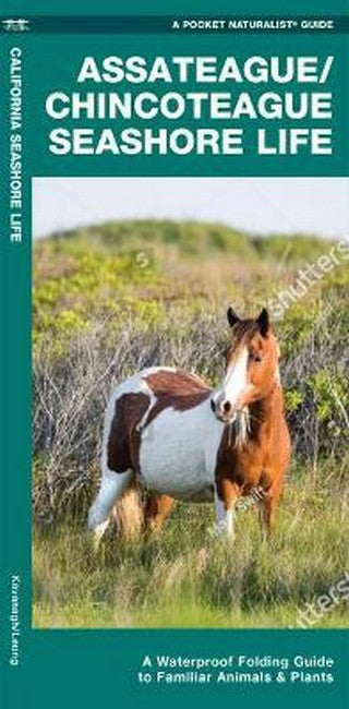 Assateague/Chincoteague Seashore Life 2/e