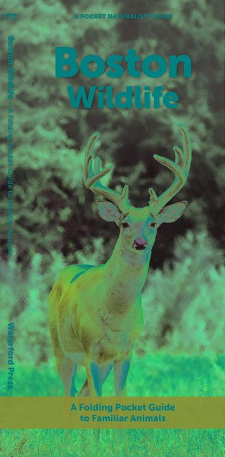 Boston Wildlife