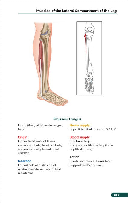 The Pocket Atlas of Skeletal Muscles