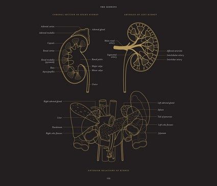 Anatomy in Black 2/e