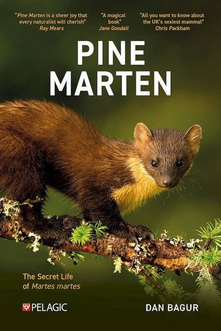 Pine Marten