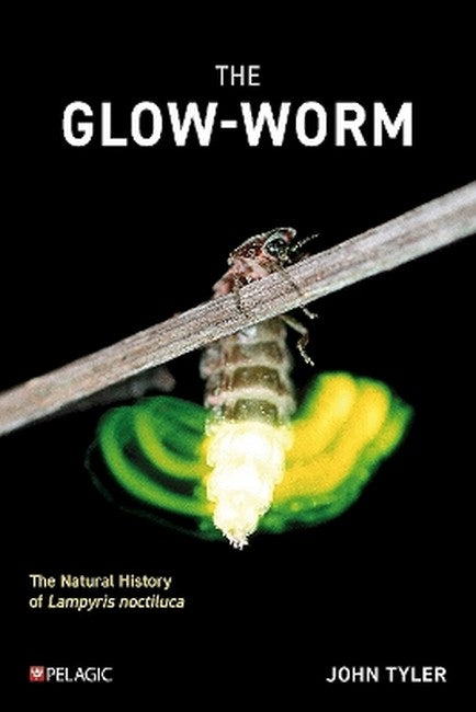 The Glow-worm