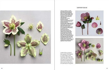 The Accidental Botanist