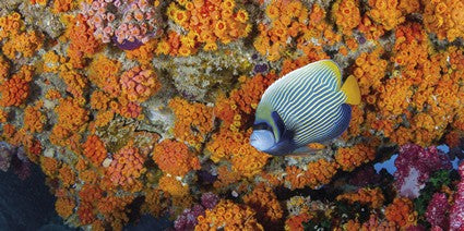 Underwater Eden