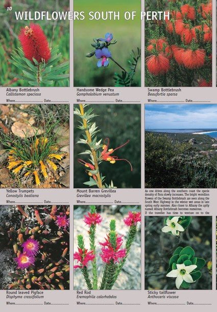 Common Wildflowers of Western Australia