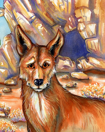 Derek the Dingo meets the Spotted Quoll