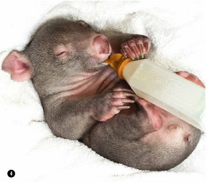 George the Wombat
