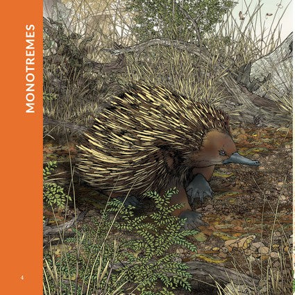 What's That? Australian Mammals (HB)