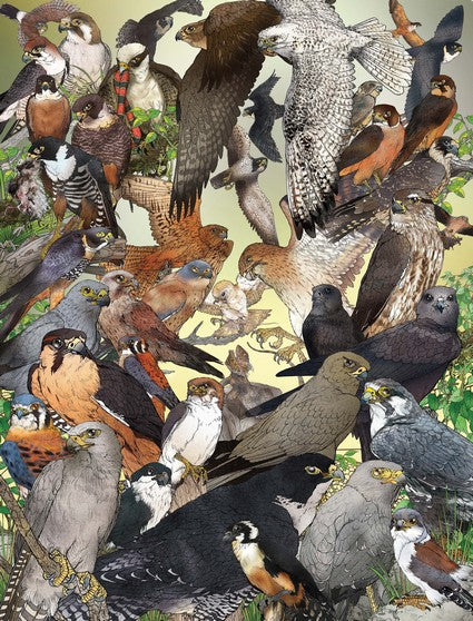 Myke Mollard's Birds of Prey