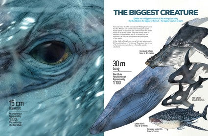 Myke Mollard's Mini to Maxi