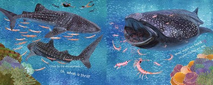 The NG in Ningaloo (HB)