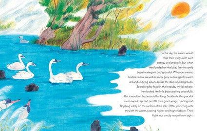 The Miracle of the Grey Swans