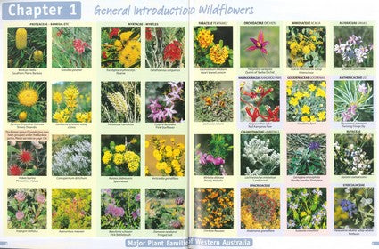 Guide to the Wildflowers of Western Australia 3/e