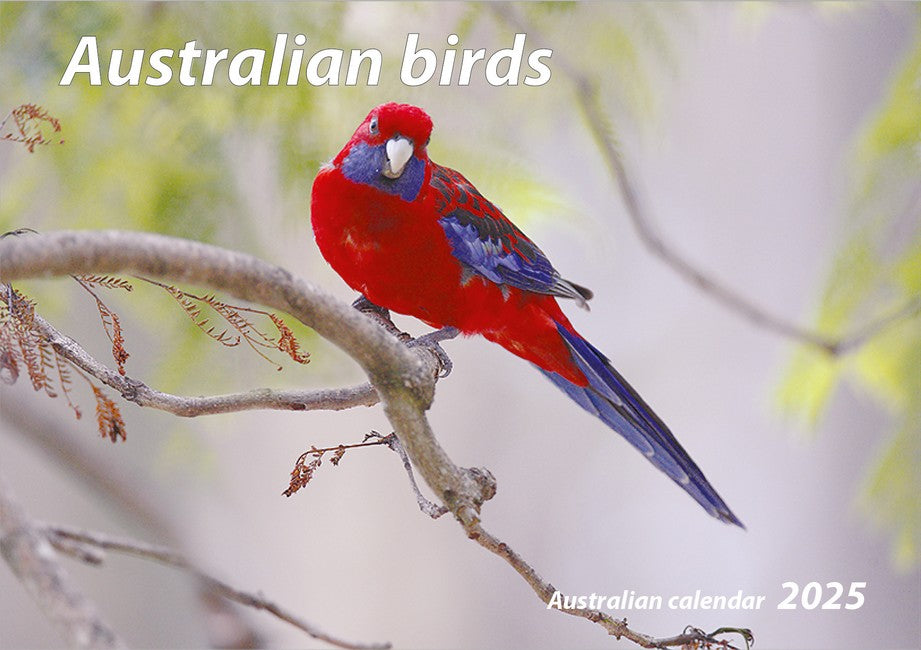 2025 Australian Birds Wall Calendar