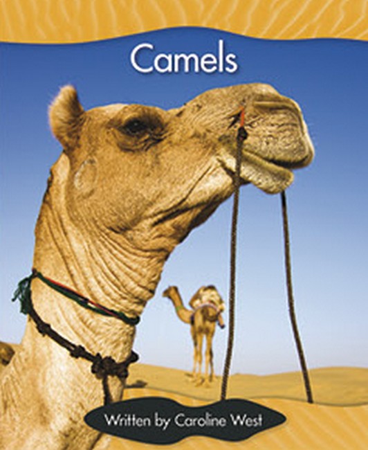 SIC - Lvl 17 Camels