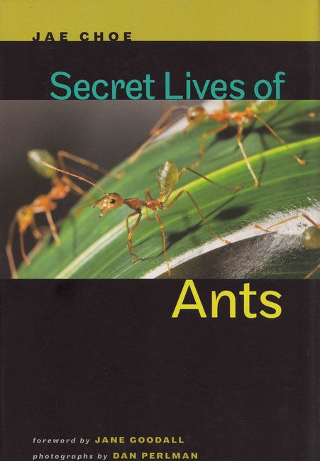 Secret Lives of Ants