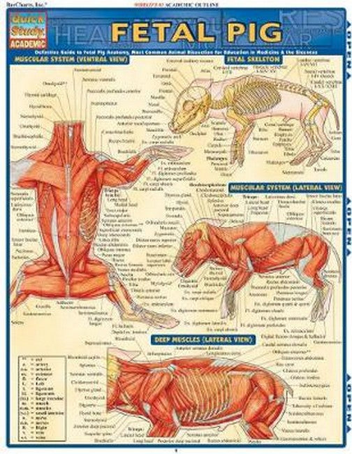 Fetal Pig