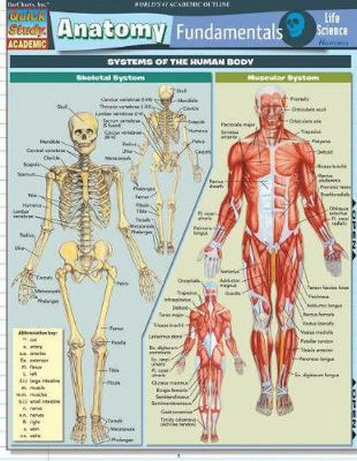 Anatomy Fundamentals: Life Science