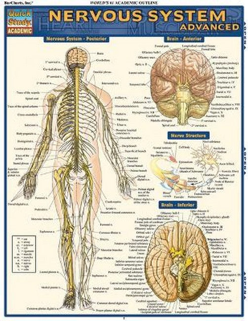 Nervous System Advanced