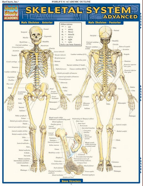 Skeletal System: Advanced