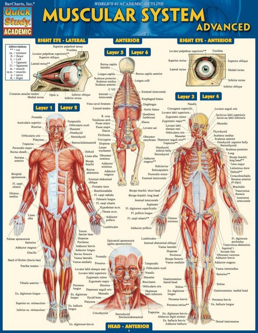 Muscular System Advanced