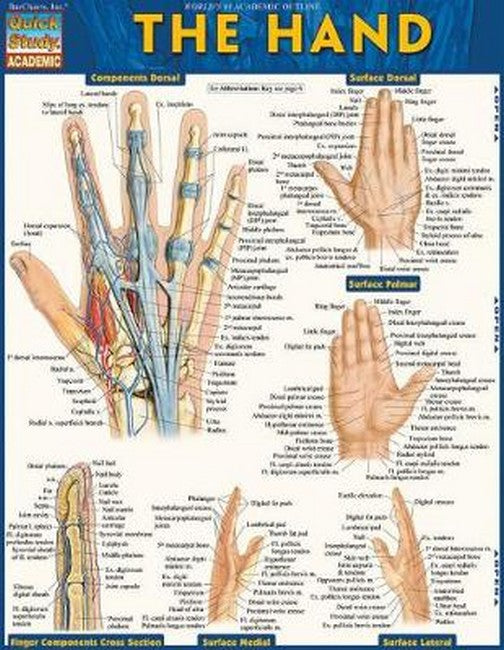 The Hand