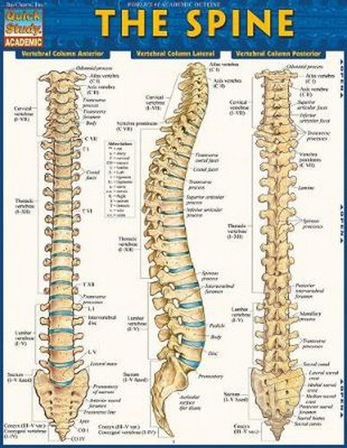 The Spine