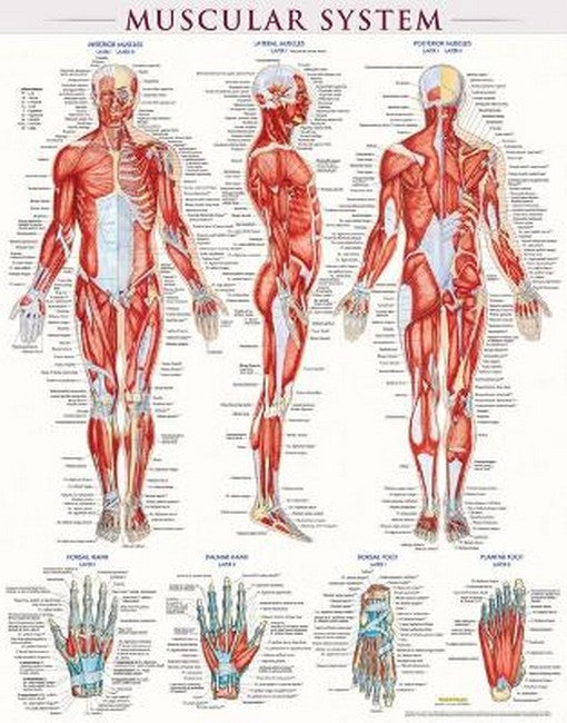 Muscular System-Laminated