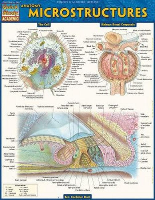 Anatomy: Microstructures