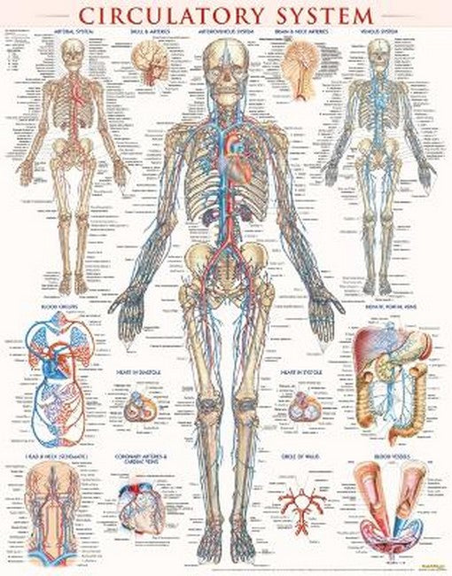 Circulatory System