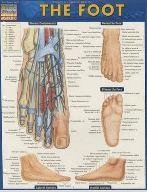 Anatomy of the Foot