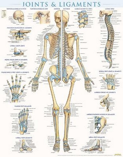 Joints & Ligaments - Laminated