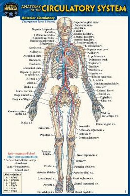 Anatomy of the Circulatory System (Pocket-Sized Edition - 4x6 Inches) 2/e