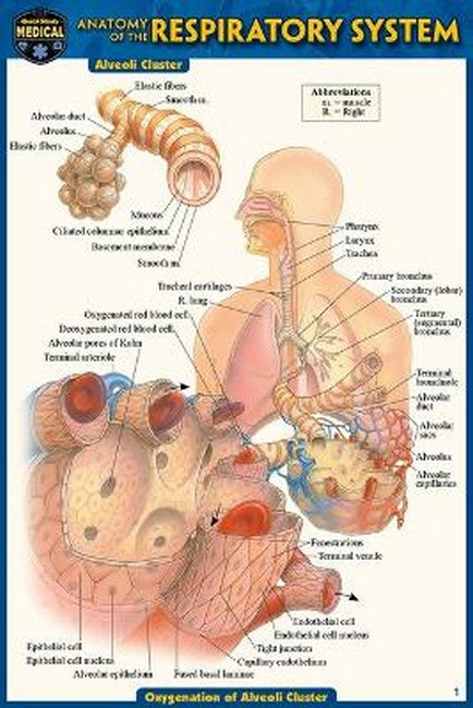 Anatomy of the Respiratory System (Pocket-Sized Edition - 4x6 Inches) 2/e
