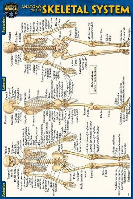 Anatomy of the Skeletal System (Pocket-Sized Edition - 4x6 Inches) 2/e
