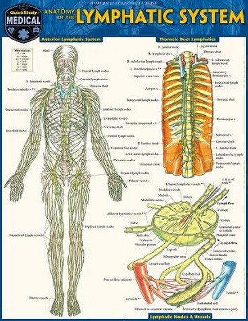 Anatomy of the Lymphatic System