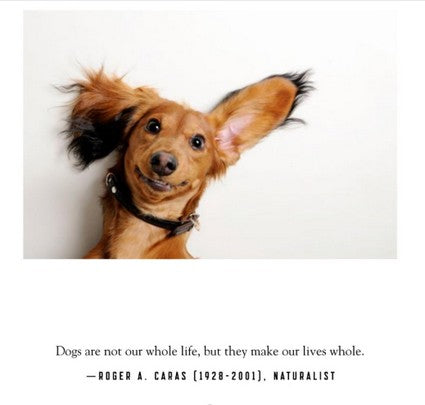 I Love Dogs