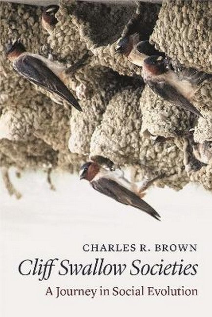 Cliff Swallow Societies