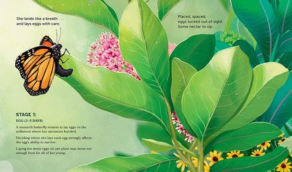 Milkweed for Monarchs