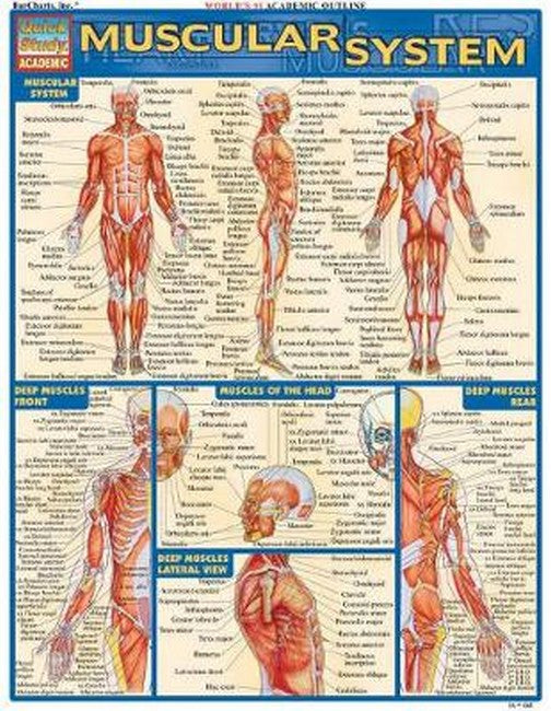 Muscular System