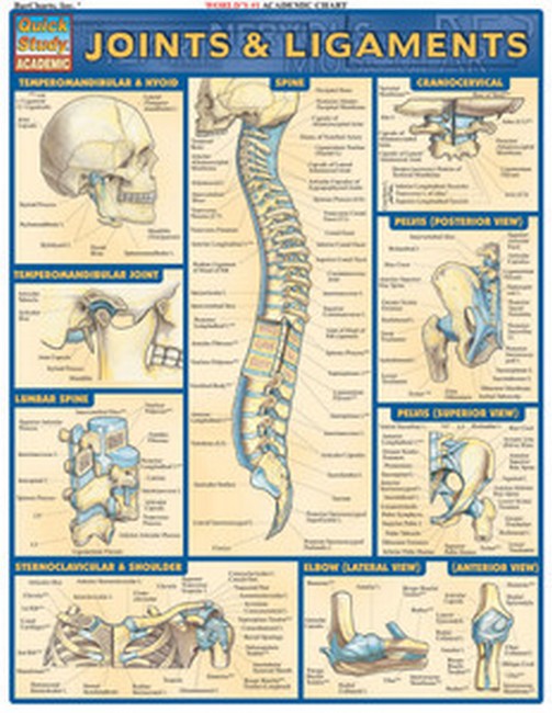 Joints & Ligaments