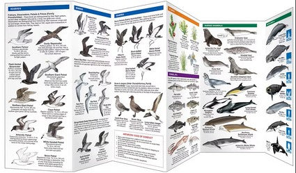 Antarctic Wildlife
