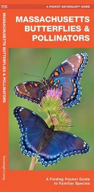 Massachusetts Butterflies & Pollinators